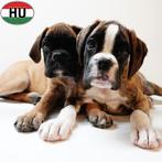 Leuke gestroomde Boxer pups (teefjes) te koop, Dieren en Toebehoren, Honden | Bulldogs, Pinschers en Molossers, 15 weken tot 1 jaar
