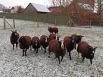 zwartbles ooilammeren, Dieren en Toebehoren
