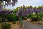 BLAUWE REGEN (WISTERIA), 80/100+cm , 18€/stuk, Tuin en Terras, Planten | Bomen, In pot, Lente, 100 tot 250 cm, Overige soorten