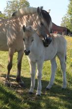 4 jarige fjord merrie met merrieveulen, Dieren en Toebehoren, Merrie