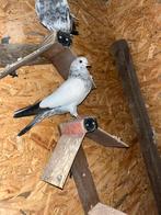 Perzisch Duiven, Dieren en Toebehoren, Vogels | Overige Vogels