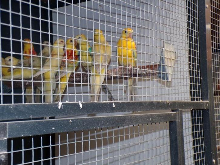 Parkieten . Roodruggen, Dieren en Toebehoren, Vogels | Parkieten en Papegaaien, Parkiet, Meerdere dieren, Geringd
