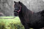 ** GROTE,LIEVE STAMBOEK SHETLANDER RUIN**, Dieren en Toebehoren, Pony's, Ruin, Ontwormd