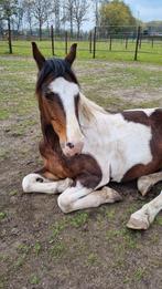 Lieve knuffelbeer zoekt extra aandacht (verzorger), Dieren en Toebehoren, Ophalen