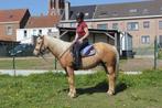 Lieve, veelzijdige merrie, Merrie, Minder dan 160 cm, Gechipt, 7 tot 10 jaar