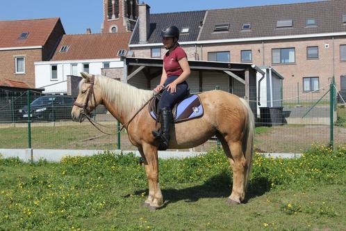Lieve, veelzijdige merrie, Dieren en Toebehoren, Paarden, Merrie, Minder dan 160 cm, 7 tot 10 jaar, Met stamboom, Gechipt, Ontwormd