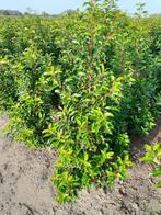 Prunus Lusitanica Brenelia, Tuin en Terras, Ophalen