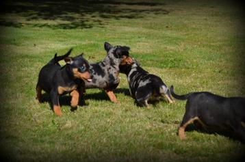 Chiots Pinscher