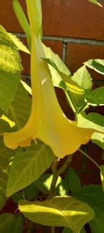 Brugmansia Engelentrompet Datura geel 35 cm, Tuin en Terras, Volle zon, Vaste plant, Zomer, Ophalen