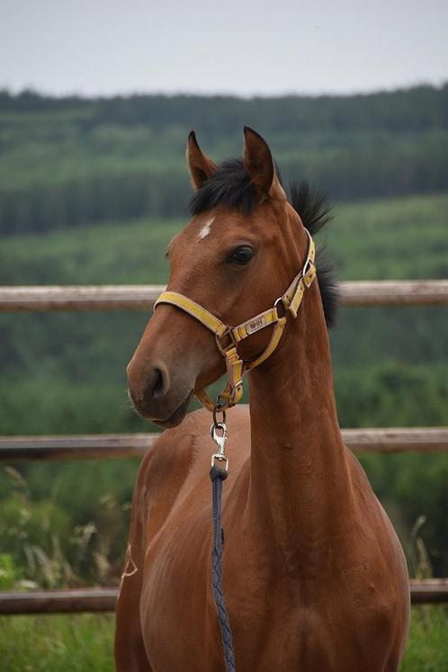 PRE Bruin pearl merrieveulen, Dieren en Toebehoren, Paarden, Merrie, Niet van toepassing, Minder dan 160 cm, 0 tot 2 jaar, Dressuurpaard