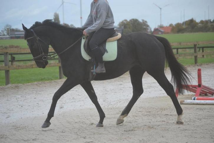 Fijne leuke merrie, Dieren en Toebehoren, Paarden, Merrie