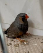 Charcoal grijze man 2025, zebravink, exoten, Dieren en Toebehoren, Geringd