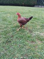 Oud Engelse vechtkriel, Dieren en Toebehoren, Pluimvee