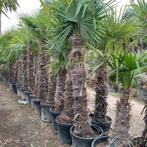 ‼️palmbomen trachycarpus fortunei aan promoprijzen ‼️, Tuin en Terras, Ophalen