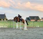 Springpaard, Dieren en Toebehoren, Paarden, Merrie, Springpaard, Gechipt, Niet van toepassing