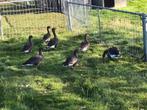 Goudoogganzen, Dieren en Toebehoren, Pluimvee, Meerdere dieren, Gans of Zwaan