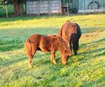 mooi zwart shetland veulen, Dieren en Toebehoren, Hengst, Recreatiepony, Ontwormd