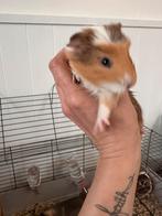 Cavia, Cavia