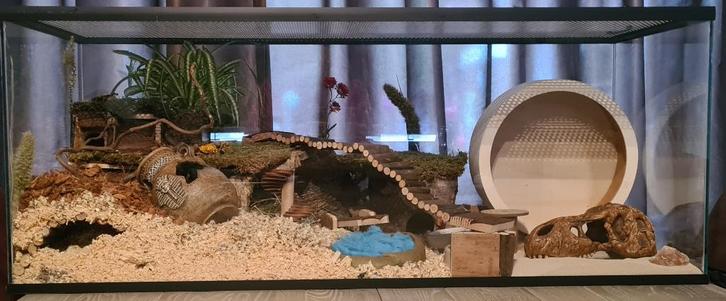 Glazen hamsterkooi zonder schuifruiten en plateau, Dieren en Toebehoren, Knaagdieren en Konijnen | Hokken en Kooien, Nieuw, Hok