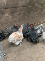 Cochin kriel hanen, Dieren en Toebehoren, Pluimvee, Mannelijk, Kip