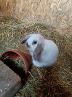 La gueule de bois des jeunes (à partir de février), Animaux & Accessoires, Lapins