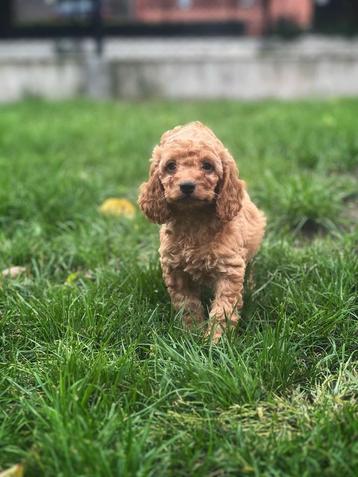 Cockapoo pupjes bij ons geboren  beschikbaar voor biedingen