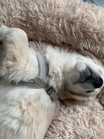 Riem + harnas + halsband, Dieren en Toebehoren, Ophalen of Verzenden, Zo goed als nieuw