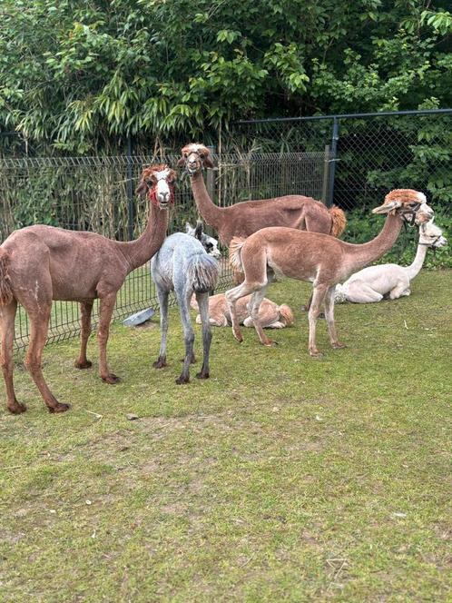 Scheren van schapen en alpaca’s, Dieren en Toebehoren, Overige Dieren