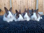 raszuivere HOLLANDER dwergkonijntjes, Mannelijk, Dwerg, 0 tot 2 jaar