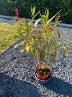 Mooie oleander in goede staat inclusief pot., Ophalen of Verzenden