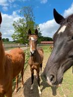 Akhal Teke merrie, Merrie