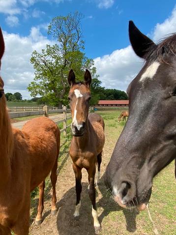 Akhal Teke merrie beschikbaar voor biedingen