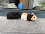 Jonge cavia’s, Dieren en Toebehoren, Knaagdieren, Cavia, Mannelijk, Tam, September