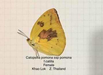 Vlinders in papillot, C. p.p. f. catilla 
