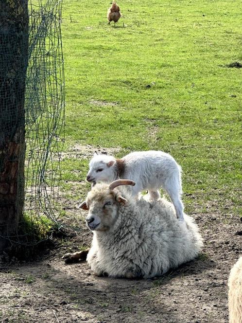 Prachtige stamboek (!) Ouessant (lammetjes Ouessants), Animaux & Accessoires, Moutons, Chèvres & Cochons, Mouton, Plusieurs animaux