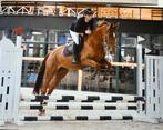 3,5 jarige springmerrie, Dieren en Toebehoren, Paarden, Merrie, Springpaard, Gechipt, Zadelmak