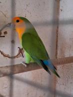 Roseicolli met dna attest, Dieren en Toebehoren, Vogels | Parkieten en Papegaaien, Meerdere dieren, Dwergpapegaai of Agapornis