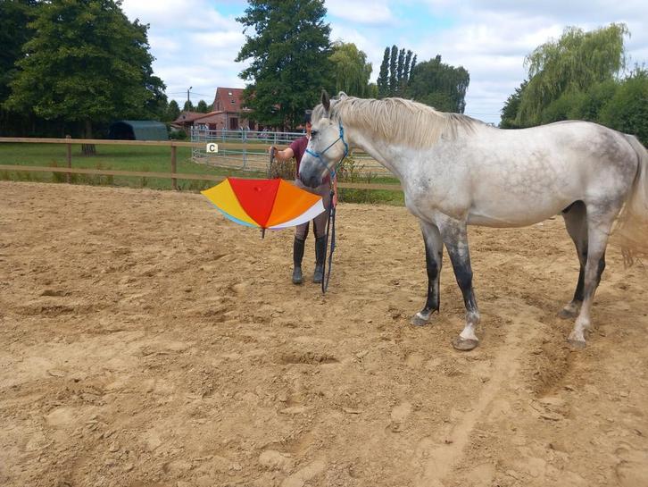 Therapie/wandel/gezelschapspaard, Dieren en Toebehoren, Paarden, Ruin, L, Recreatiepaard