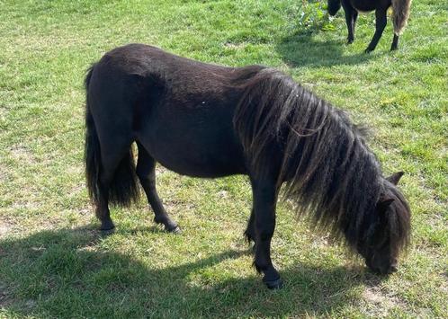 Shetlandpony’s, Dieren en Toebehoren, Pony's, Merrie, 0 tot 2 jaar, Met stamboom, Gechipt, Ontwormd