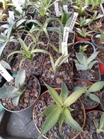 diverse agaven, Ophalen