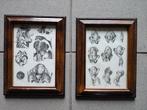 Anatomische litho's, Ophalen of Verzenden