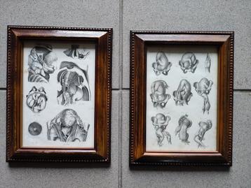 Lithographies anatomiques, Enlèvement ou Envoi