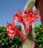 cactus - Hildewintera colademononis, Ophalen of Verzenden, Cactus
