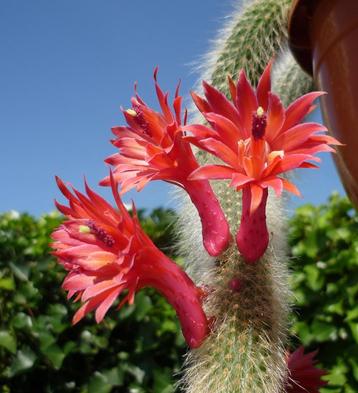 cactus - Hildewintera colademononis beschikbaar voor biedingen