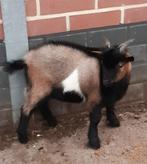 bok, Dieren en Toebehoren, Schapen, Geiten en Varkens, Mannelijk, Geit, 0 tot 2 jaar
