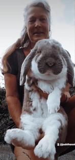 Raszuivere Franse hangoor konijnen,af en toe in div kleuren, Dieren en Toebehoren, Konijnen, Meerdere dieren, Groot, 0 tot 2 jaar