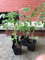 Tomatenplant tomatenplantjes tomatenplanten coeur de boeuf, Tuin en Terras, Planten | Tuinplanten, Ophalen of Verzenden