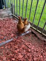 Bantams de Java, Animaux & Accessoires