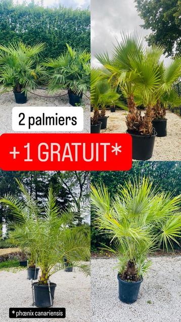 PROMOTIE 2+1 GRATIS palmbomen en olijfbomen. LEVERING ook beschikbaar voor biedingen