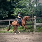Training en zadelmak maken, Dieren en Toebehoren, Ophalen of Verzenden